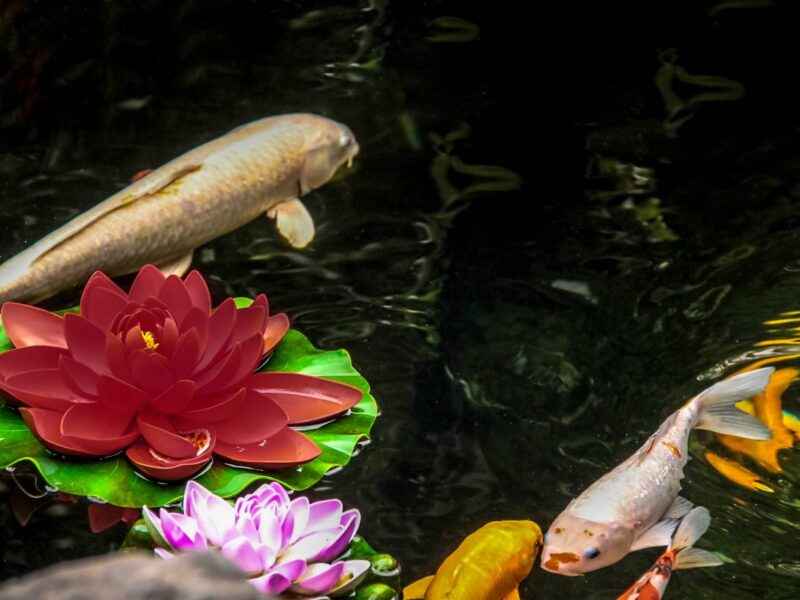 จัดอ่างบัวเสริมฮวงจุ้ยบ้าน เสริมโชคลาภ เงินทอง และความร่มเย็นอย่างถูกหลัก